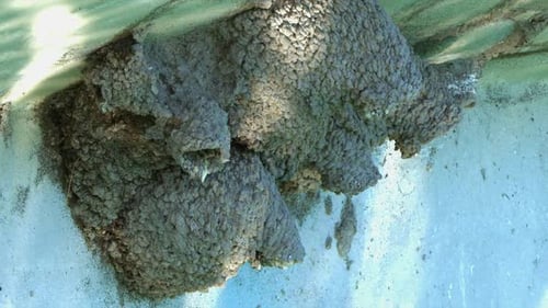 Water ripples reflect onto mud nest colony as Cliff Swallow flies home