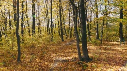 Autumn Forest Lit By the Rays of the Sun