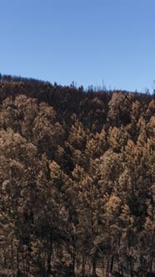 Aerial View of Burnt Forest Landscape