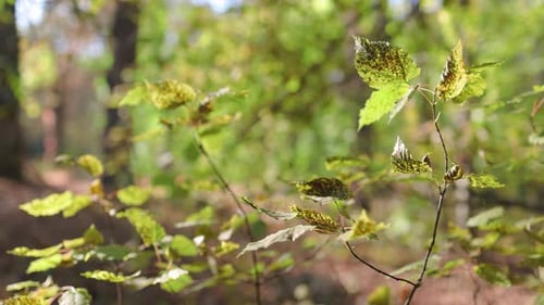 Eine Nahaufnahme von leuchtend grünen Blättern auf dünnen Zweigen, die vom Sonnenlicht beleuchtet werden, mit verschwommener Natur