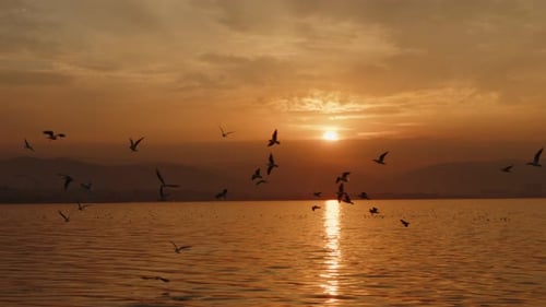 Animal Bird Seagulls Flying In Sunset 05