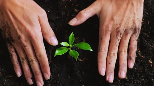 Close Up Of Farmer's Hands Planting A Tree Sprout With Black Dirt Mud In The Garden