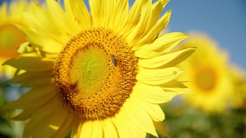Sunflower Head With Bee Collecting Nectar On A Bright Sunny Morning. Close-up Shot