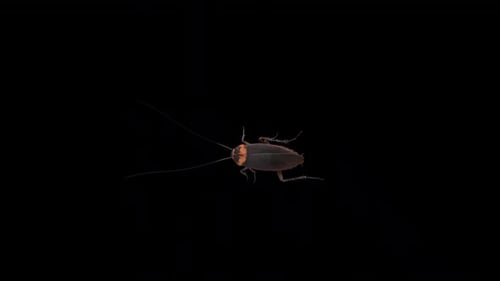 Vue de dessus de Cockroach Walk