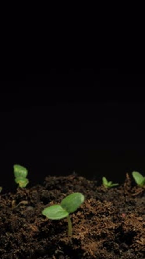 Green Sprouts Emerging from Soil Time Lapse