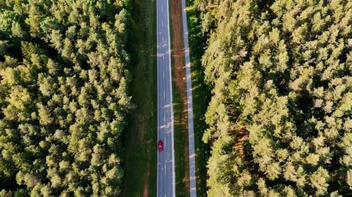 Footage over the highway and bicycle path in the lush pine tree wood. Sunlit forest from drone.