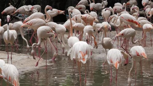 Pink Flamingos In A Tropical Pond in zoo.