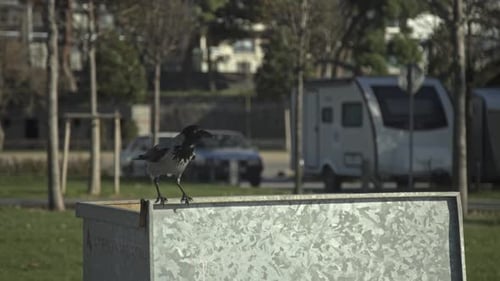 Krähe sucht Nahrung, ruht sich aus, slowmo 4k uhd