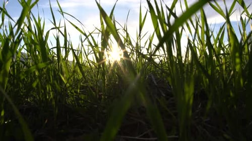 Gras und Sonne