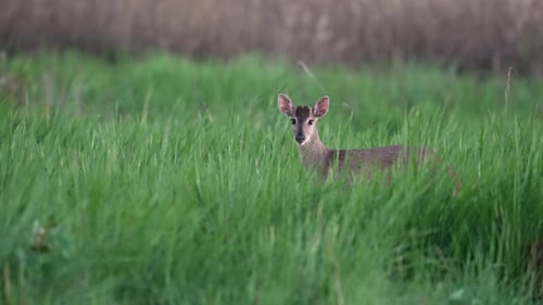 A lone gray brocket, mazama gouazoubira, standing amidst lush, tall green grass in its natural habit