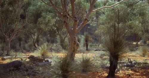 Animated Nature Background with Australian Trees and Green Foliage