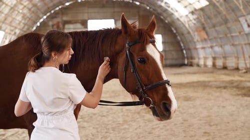 Veterinarian Checking Chestnut Horse Inside Covered Pen
