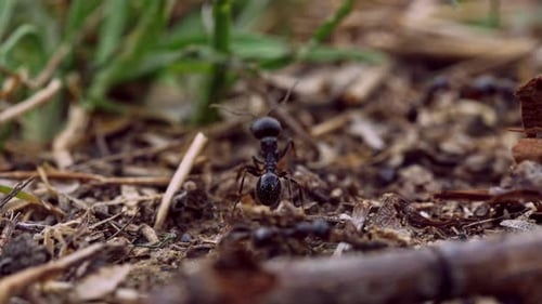 Ameisen bauen Anthill