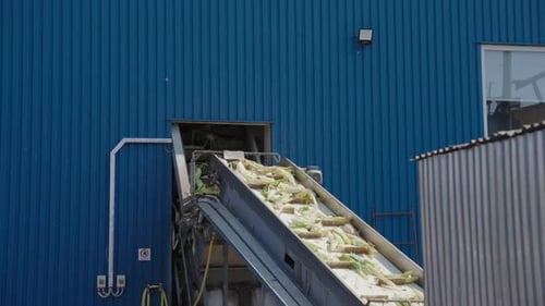 Corn moving along a conveyor belt in a food processing factory. Perfect for showcasing industrial au