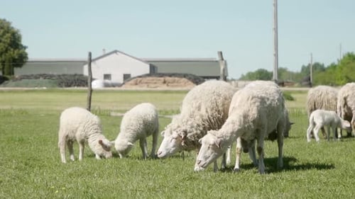 Sheep and Lambs Grazing Peacefully in Green Pasture