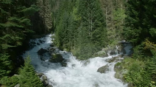 Forked streams of mountain river in green forest