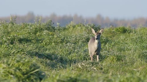 Common wild roe deer perfect closeup on meadow pasture autumn golden hour light