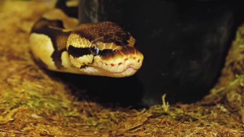Una pitón estrangula a una serpiente sujetada por un hombre