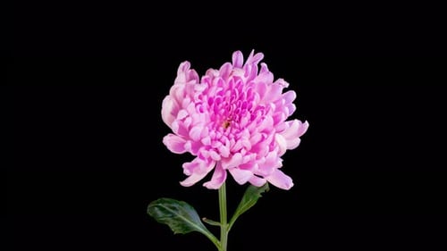 Bright Pink Flower Blooming on Black Background