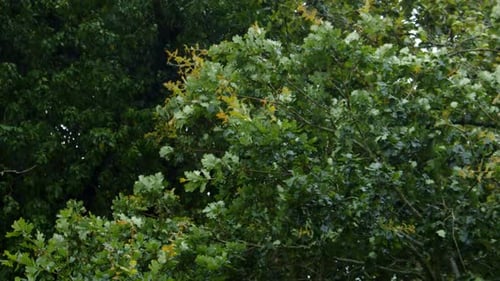 Leaves Rustling in the Wind on a Breezy Day