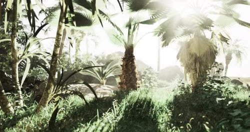 Sunny Tropical Jungle Scene with Lush Palm Trees