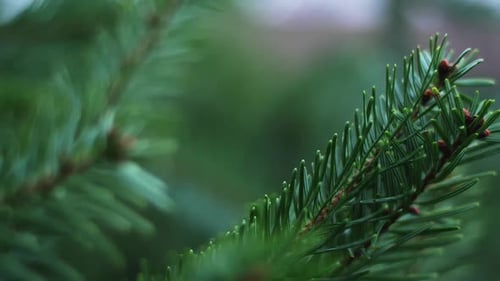 Fir Tree Needles Up Close