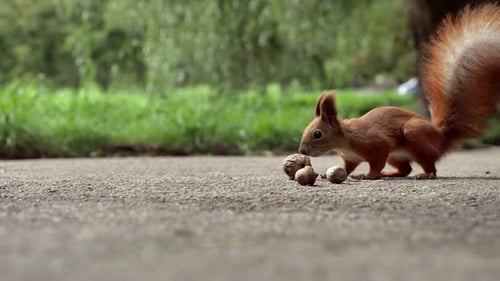Closeup of Red Squirrel Foraging for Nuts