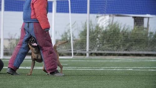 Dog Bites Trainer's Protective Gear on Field