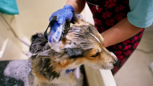 Dog Being Shampooed in Bathtub