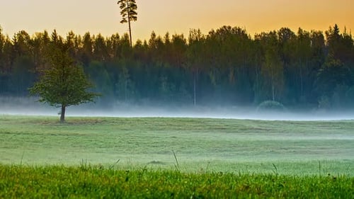 morning mist over green pasture in rural forest area. dawning fog, dew. timelapse