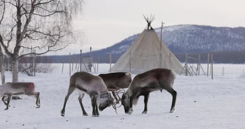 Reindeer in Lapland