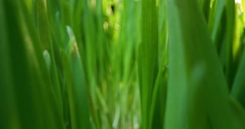 extreme macro and pov of grass and plants with chemical analysis for pesticides and herbicides or