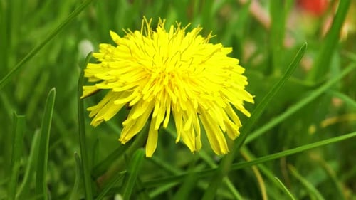 Close up of a bright yellow dandelion flower blooming in a lawn. Dolly left.