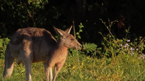 Ein friedlicher Moment, in dem ein wildes Känguru bei Sonnenuntergang grasen sieht