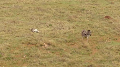 Drone aerial Zebra sleeping and one standing in the wild