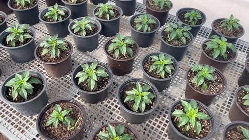 Young Potted Plant Seedlings on Wire Rack