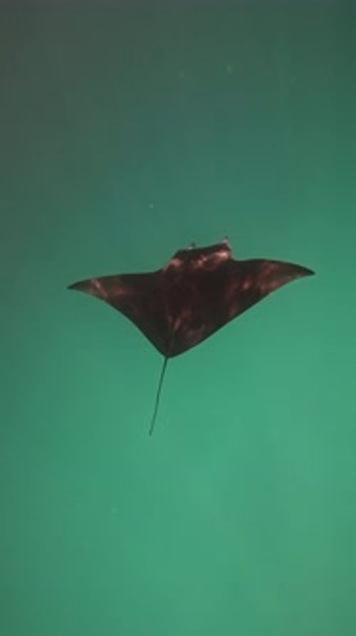 Manta Rays Swimming in the Indian Ocean