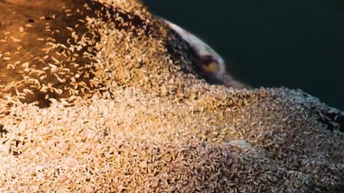 Swarm of Wriggling Maggots on Brown Surface