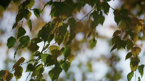 Golden birch leafage swinging on light wind outdoors in autumn forest