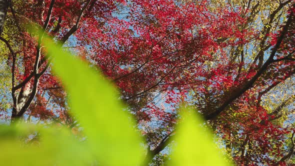 Autumn color slow motion scenery, cinematic slider, Nature Stock ...