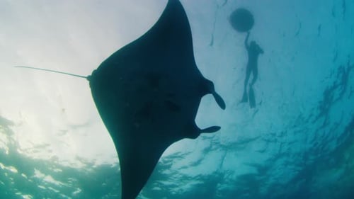 Underwater Manta Ray With Scuba Diver Silhouette