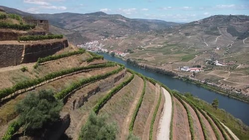 Aerial View of Rural Vineyards by River