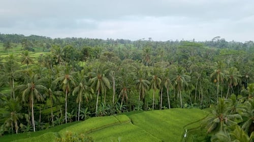 Green Nature Landscape of Rice Fields and Husbandry in Farm Environment at Bali