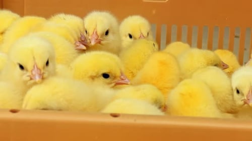Chick - 2K