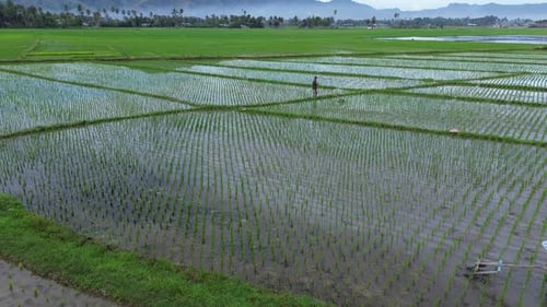 aerial view of a Rice farmer plowing the field in the morning