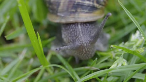 view of Snail Tentacles Snail in Background