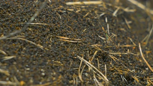 Rote Ameisen (Formica rufa) bewegen sich auf dem Nest, Ameisenhaufen mit roten Waldameisen im Frühling, Arbeit und Leben der Ameise