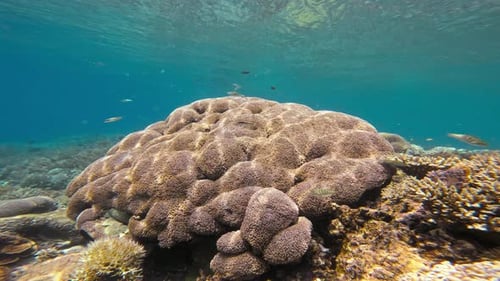 Close-up view of a massive soft coral underwater.