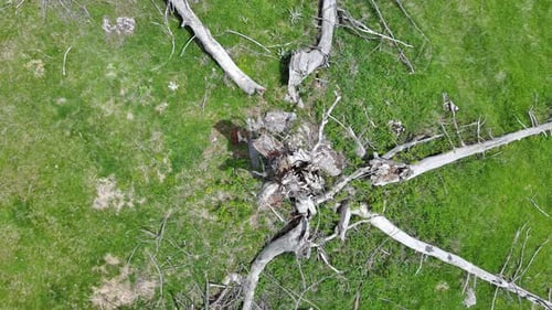 Dead Tree with Fallen Branches on Empty Clearing in Wild Forest in Valley of Rhodope Mountains