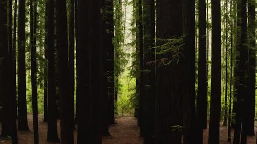 Vibrant green tropical vegetation outside dense columns of understory canopy in redwoods